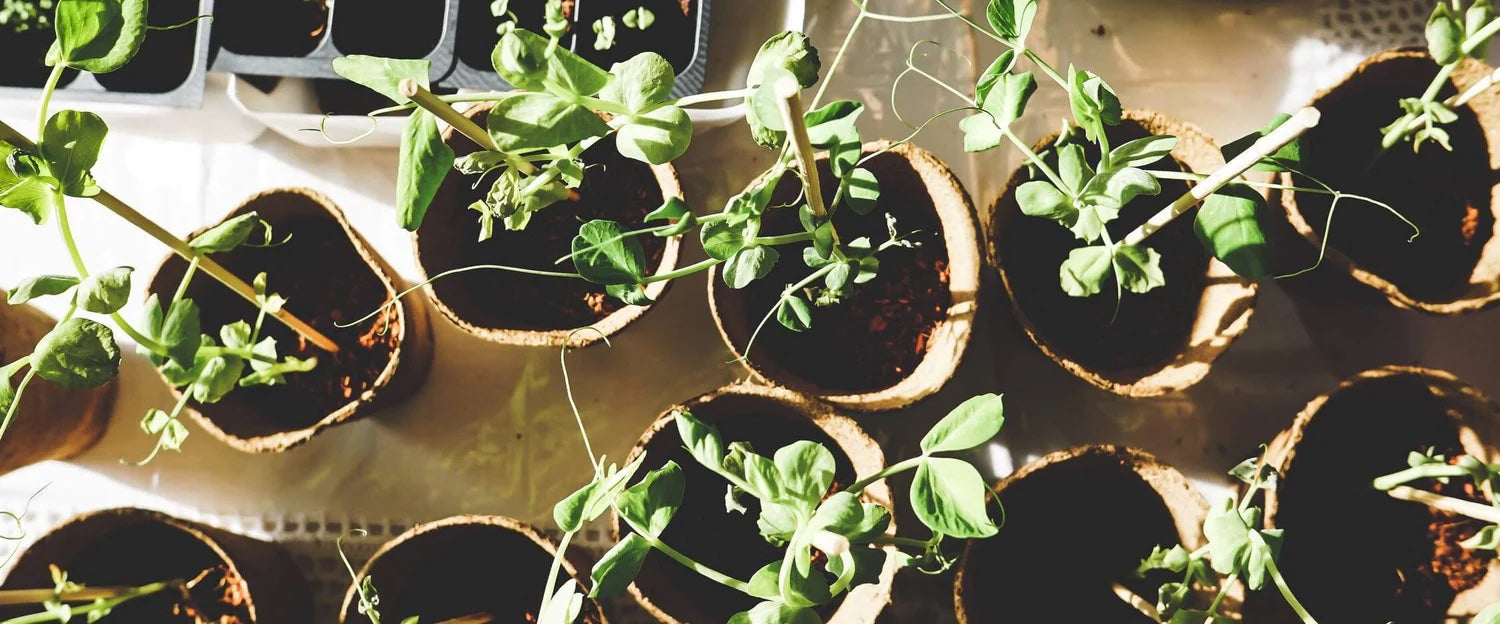 (Balkon-)Gärtnern für Anfänger*innen