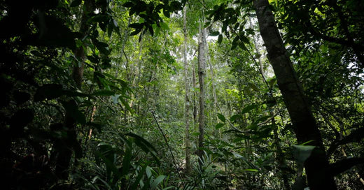 Interview mit The Generation Forest