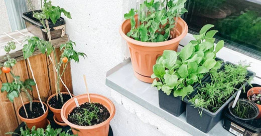 Gemüsegarten auf Balkon und Fensterbank