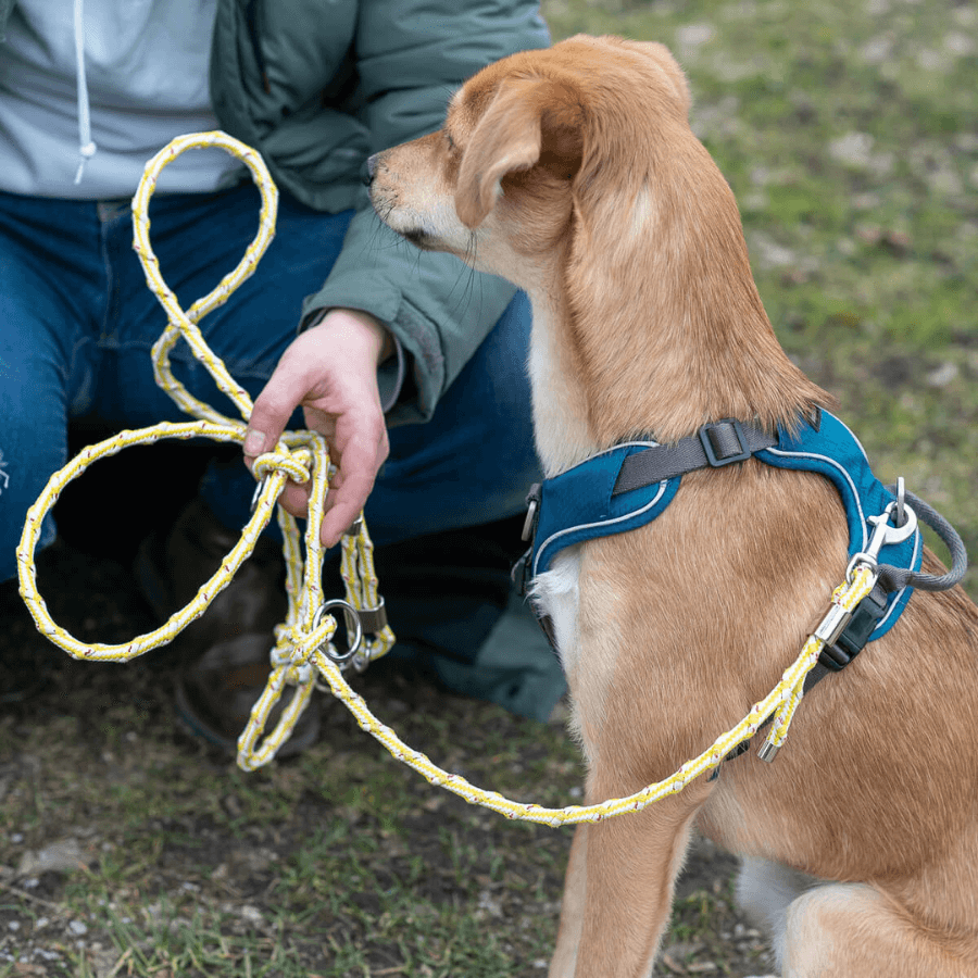 Hund trägt die Bracenet Hundeleine Labradort Sea II in Gelb/Weiß