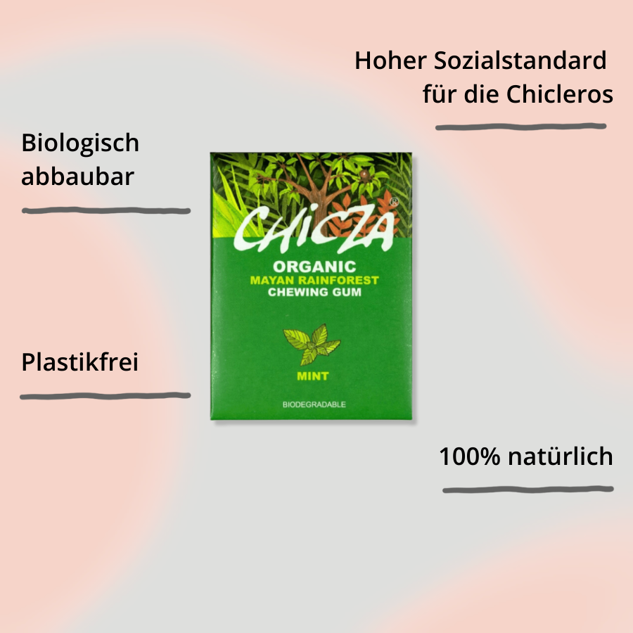 Chicza Kaugummi Minze – 12 Stück mit Impact