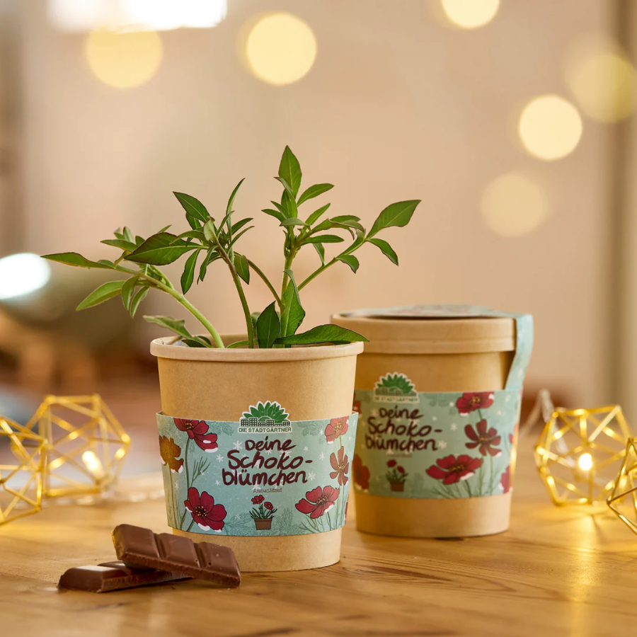 Zwei Schokoblumen im Becher von Die Stadtgärtner stehen auf einem Tisch mit weihnachtlicher Deko