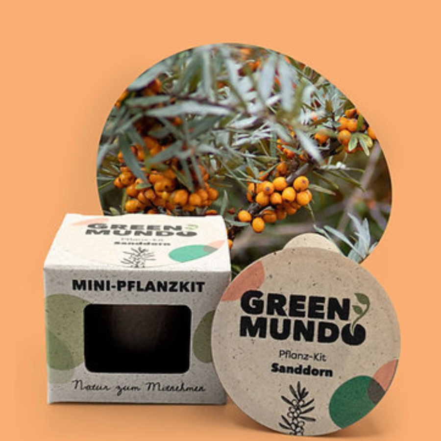 Pflanz-Kit Sanddorn von Green Mundo mit Sanddorn im Hintergrund