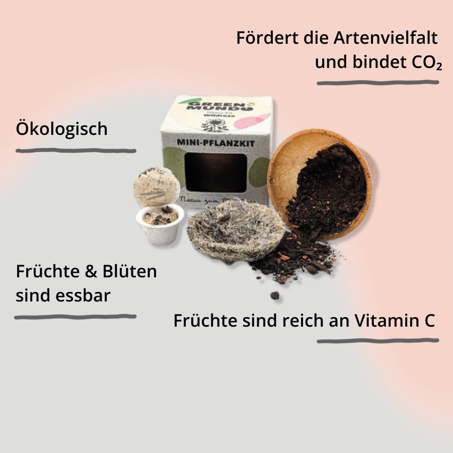 Pflanz-Kit Wildrose von Green Mundo mit Impact