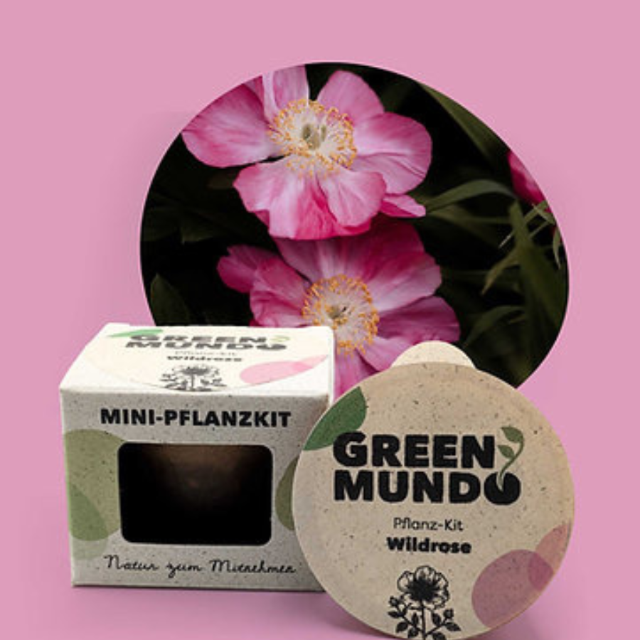 Pflanz-Kit Wildrose von Green Mundo mit Wildrosen im Hintergrund