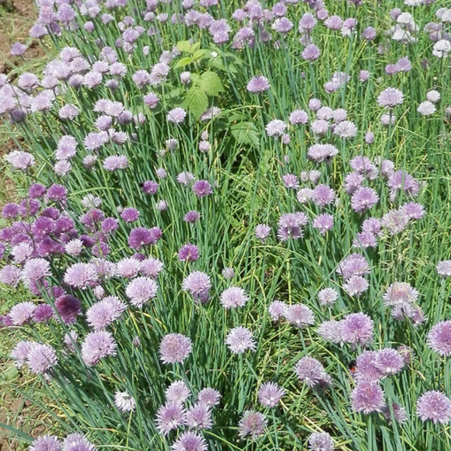 Schnittlauch Wiese