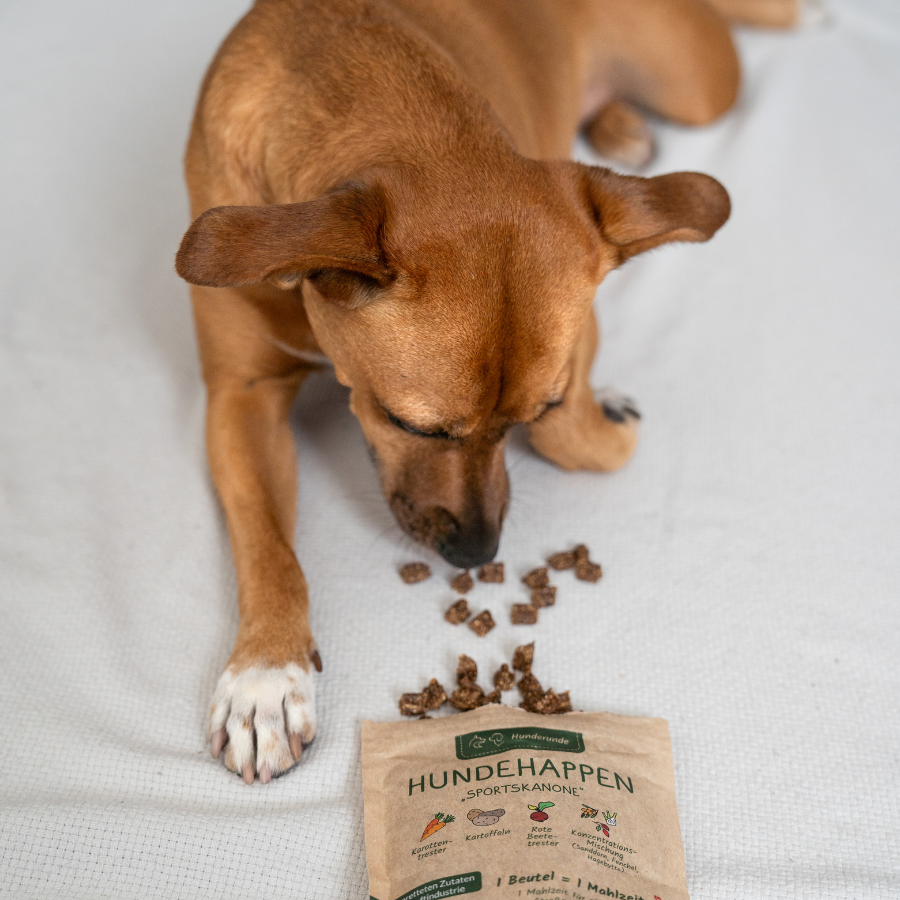 Offene Verpackung Sportskanone liegt vor einem Hund