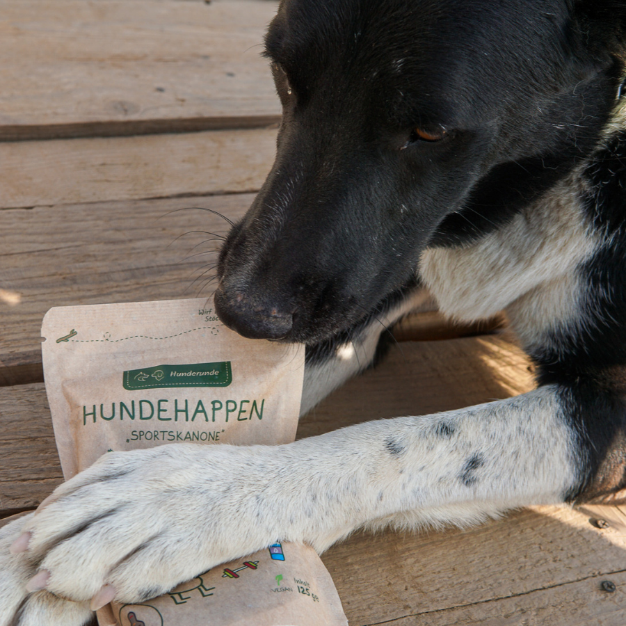 Ein Hund hält die Verpackung Sportskanone zwischen den Pfoten