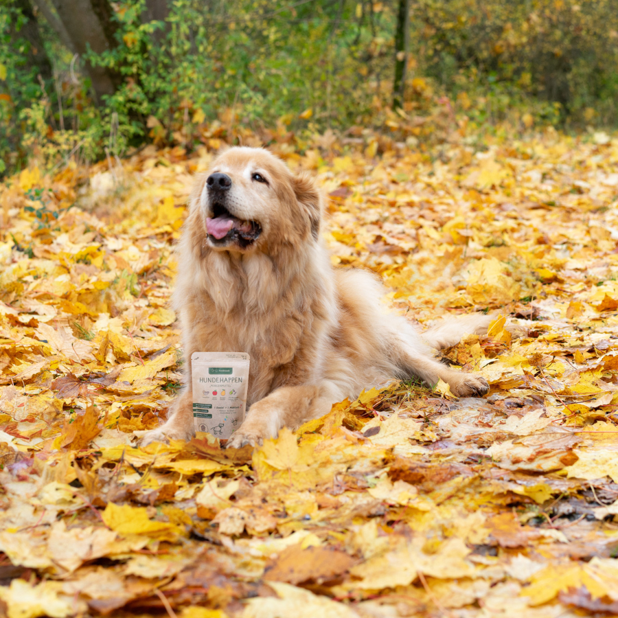 Ein Hund liegt im Laub und hat eine Packung Hundehappen zwischen den Pfoten