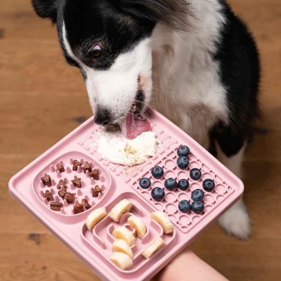 Ein Hund schleckt von der Schleckmatte von Hunderunde Obst und Leckerlis