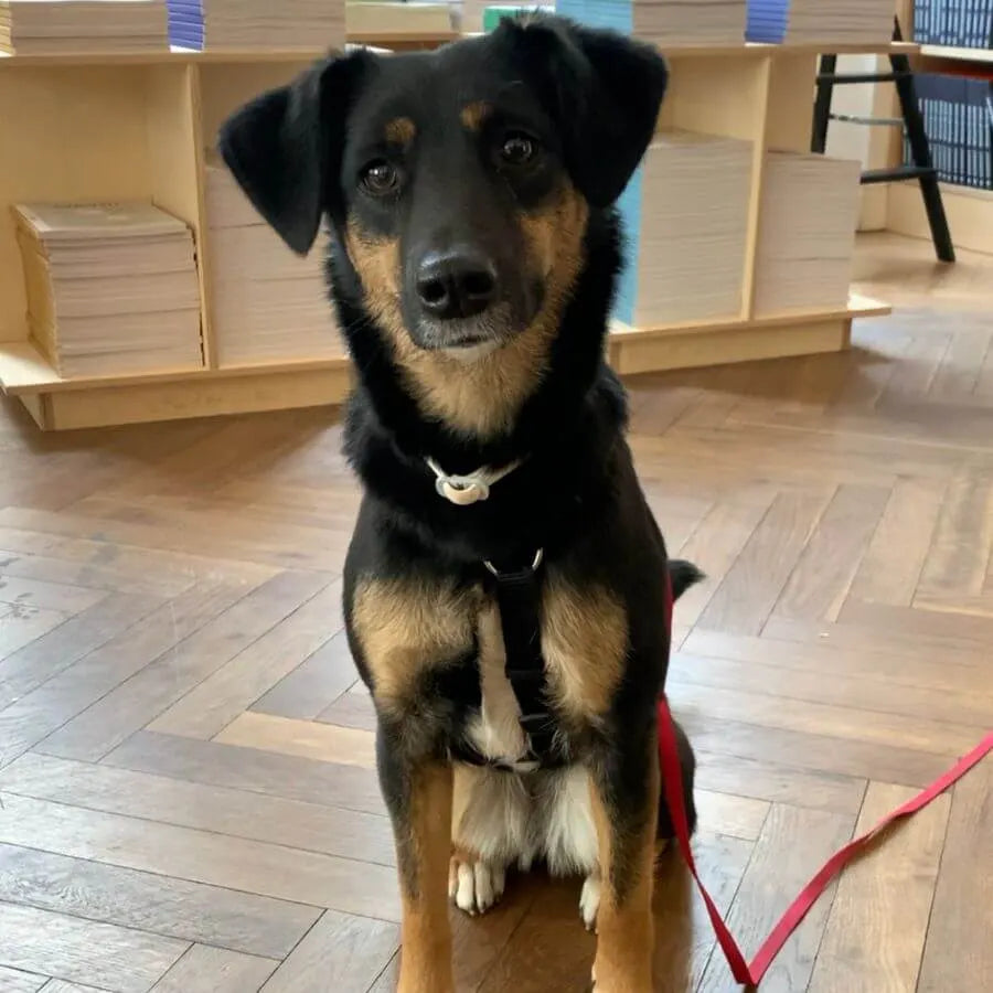 Hund Lila im GoodBuyStore