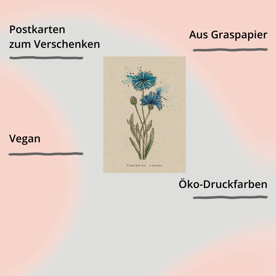 Matabooks Postkarte Kornblume mit Impact