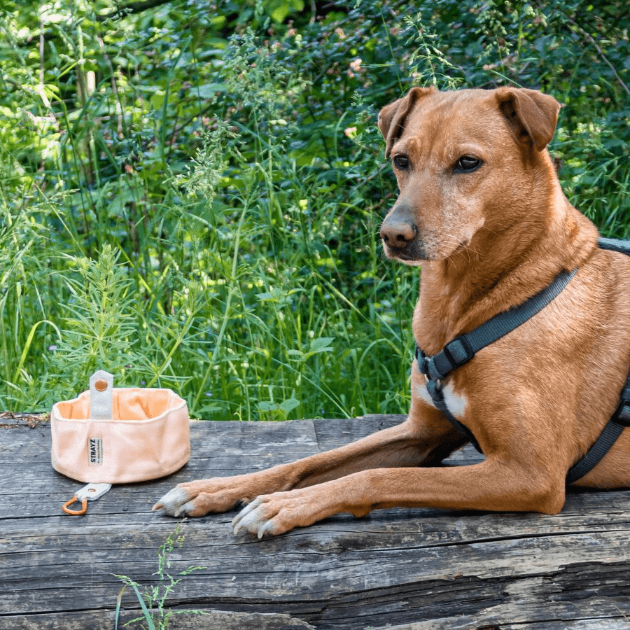 Links von einem Hund steht der aufgeklappte Hundenapf von STRAYZ