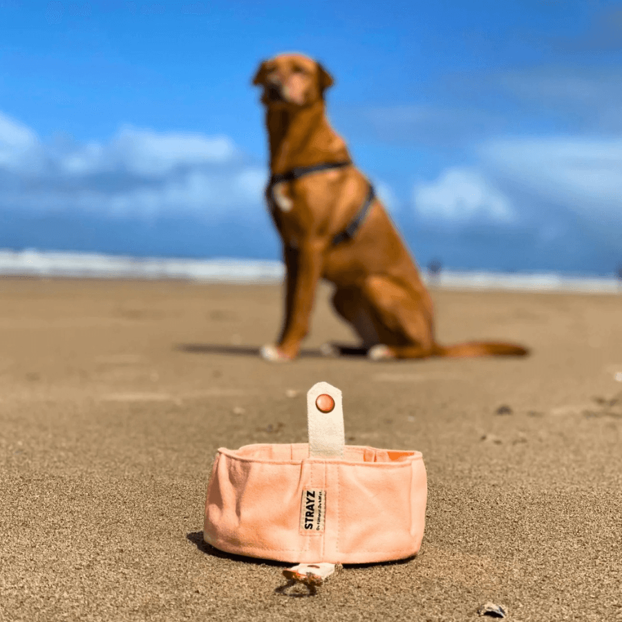 Vor einem Hund steht der aufgeklappte Hundenapf von STRAYZ am Strand