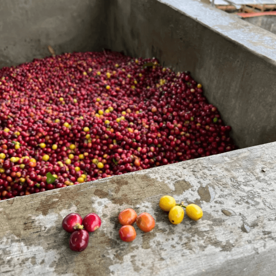 Rote, orangene und gelbe Kaffeebohnen