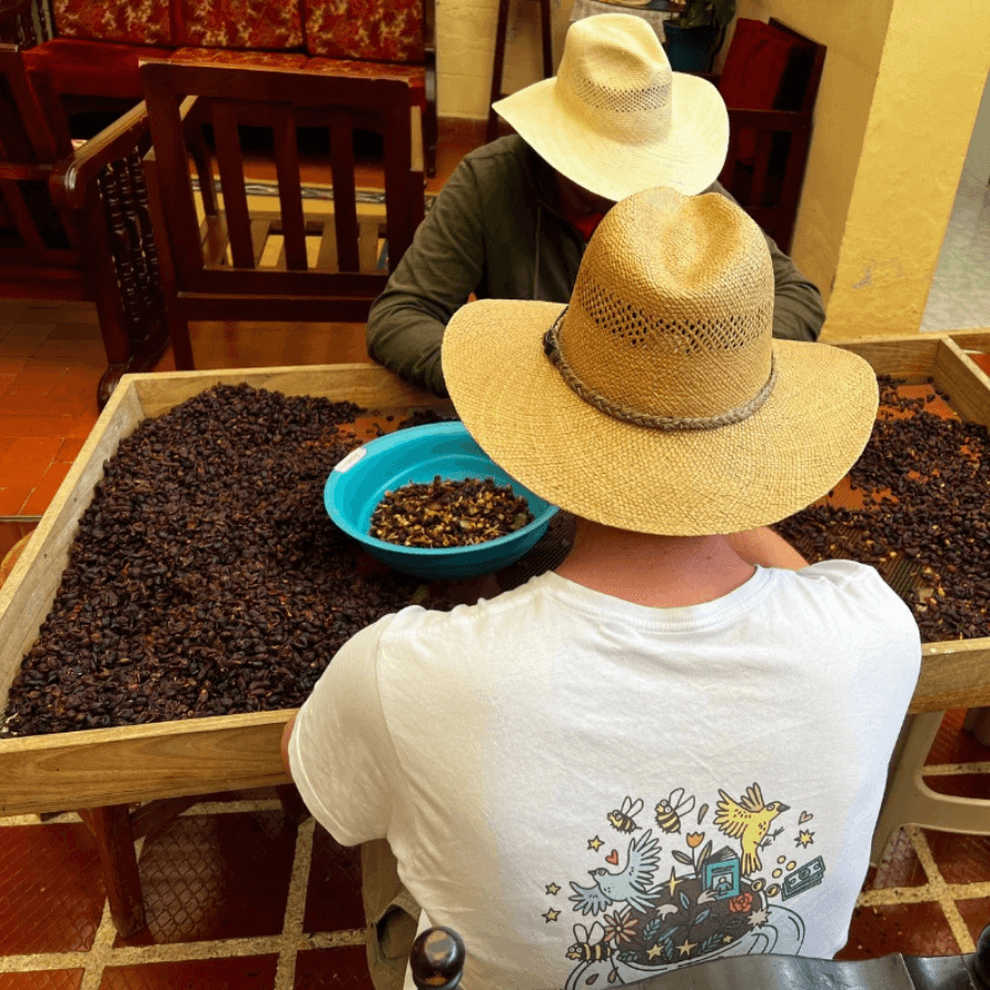 Kaffeebohnen werden von Hand geschält