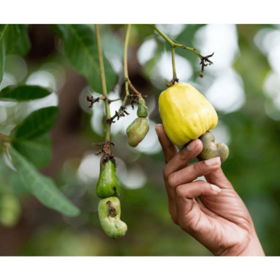 Cashew Frucht am Baum