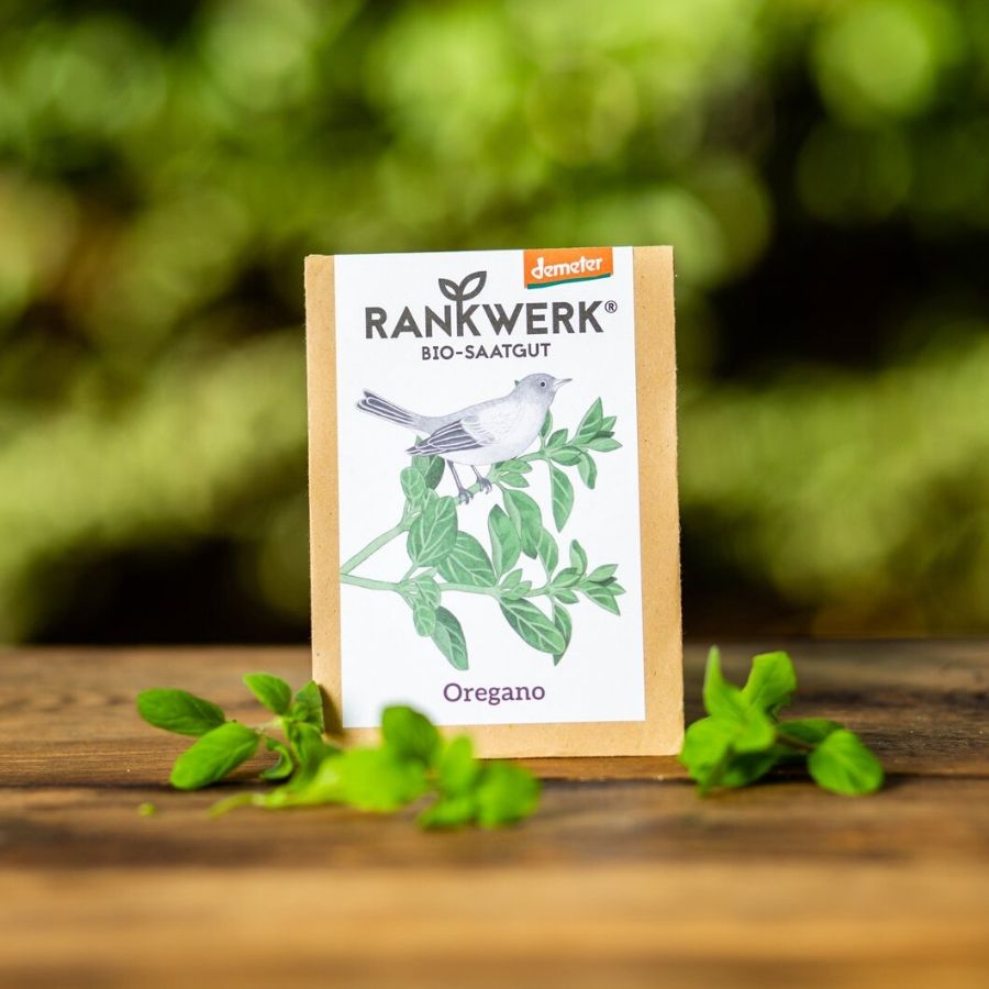 Rankwerk Oregano griechisch Mehrjährig