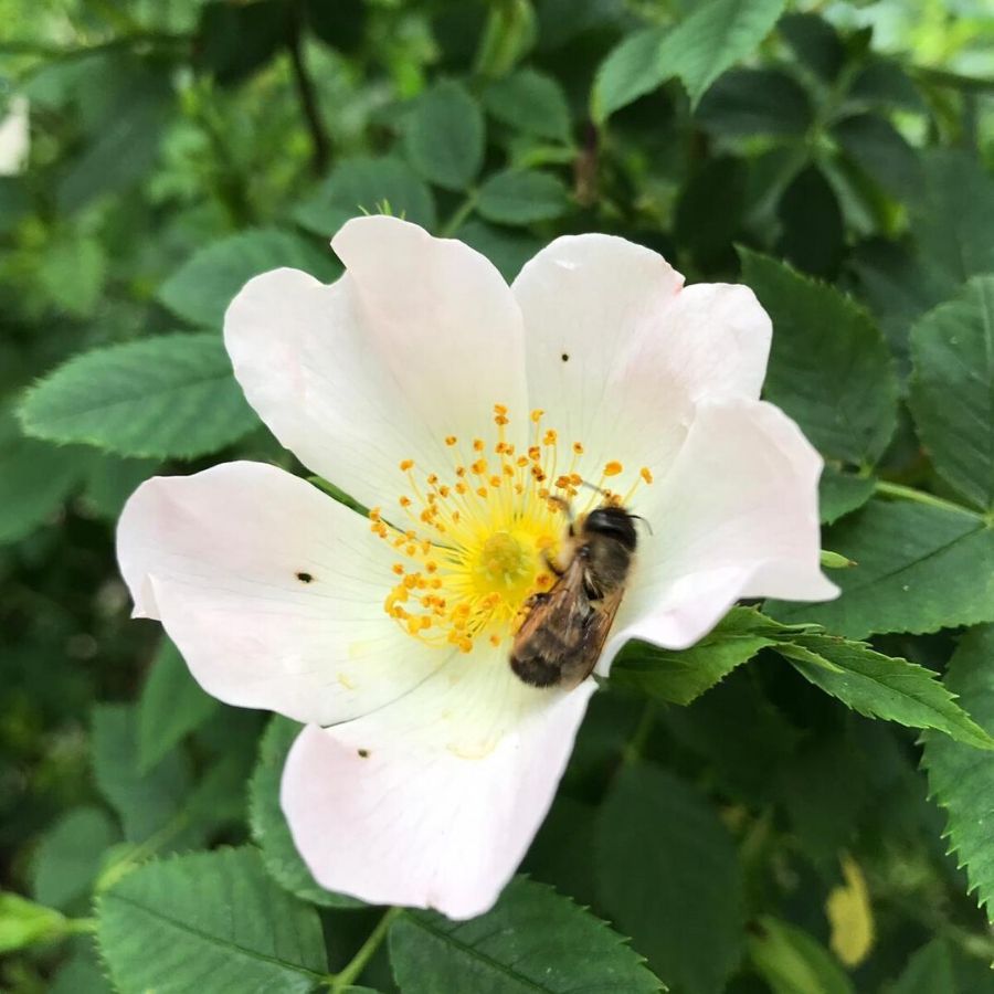 Rankwerk Seedbombs machen Bienen glücklich