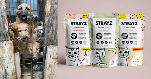 Nachhaltiges Hunde- und Katzenfutter mit Impact von Strayz