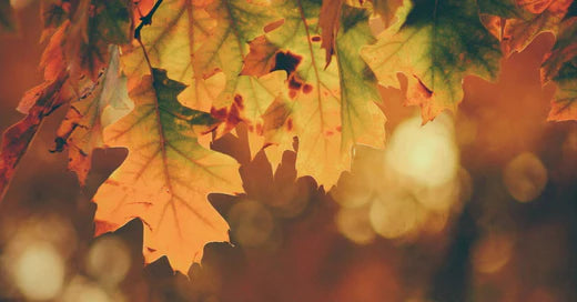 10 Tipps für einen gemütlichen Herbst