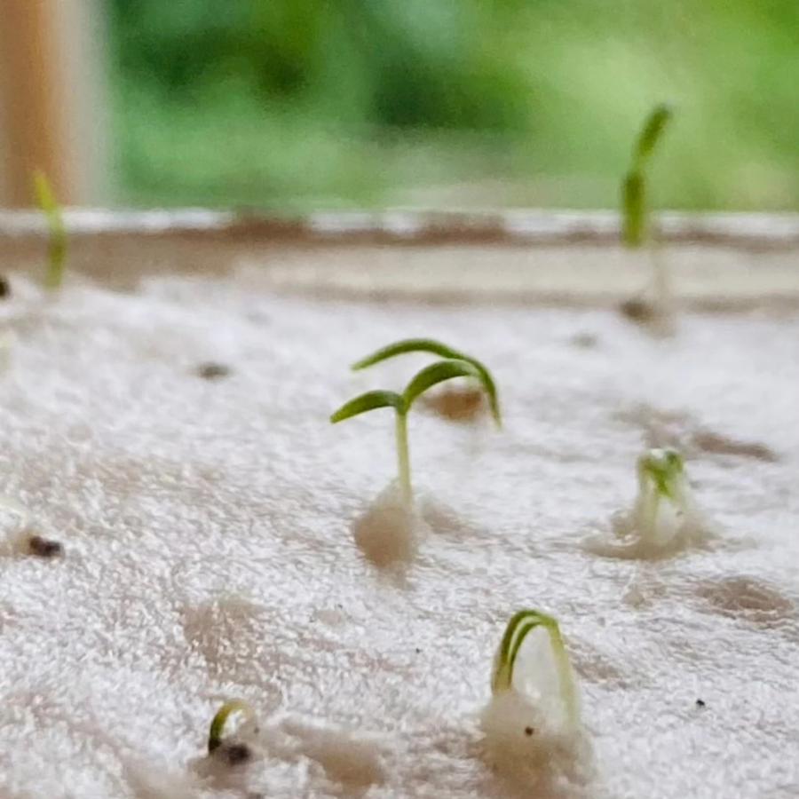 Einpflanzbare Postkarte – Weihnachten  von BlühWerk Papeterie – Saatgut fängt an zu keimen