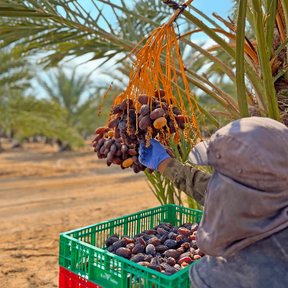Medjool-Datteln von Conflictfood – Verpackung – Ernte