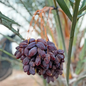 Medjool-Datteln von Conflictfood – Verpackung – Pflanze