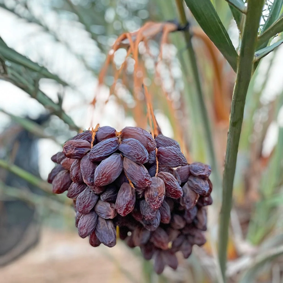 Medjool-Datteln von Conflictfood – Verpackung – Pflanze