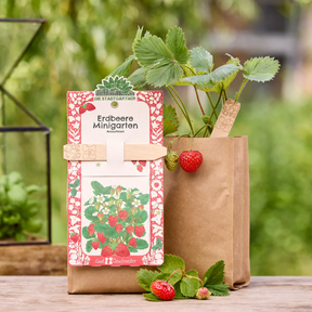 Minigarten – Erdbeere von Die Stadtgärtner – Verpackung mit Erdbeeren