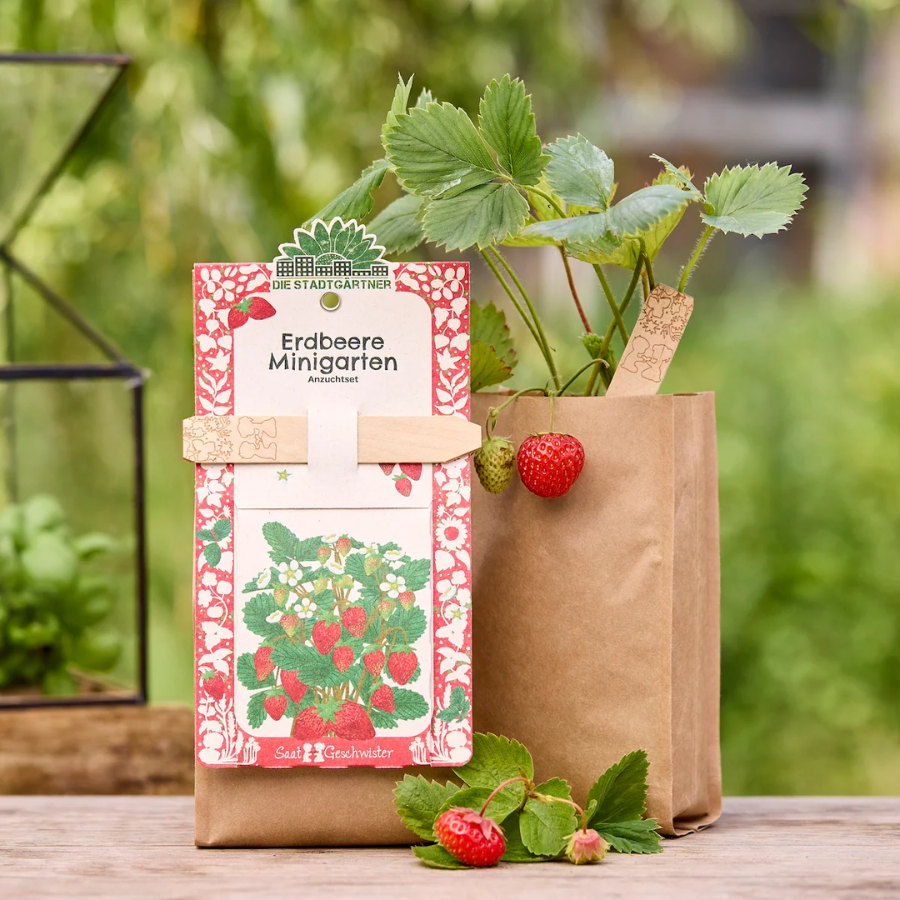 Minigarten – Erdbeere von Die Stadtgärtner – Verpackung mit Erdbeeren