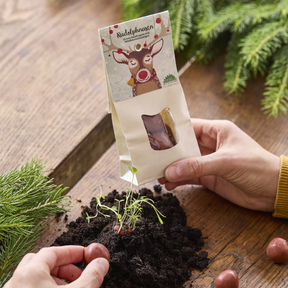 Person hält Weihnachtliche Blumenmurmeln von Die Stadtgärtner "Rudolphnasen" in der Hand