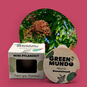 Pflanz-Kit Bienenstrauch von Green Mundo mit Blüte im Hintergrund