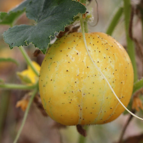 frische Zitronengurke