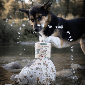 Futtertopping Knochen & Gelenke von Hunderunde. Dose steht auf einem Stein im Wasser und ein Hund spritzt mit Wasser