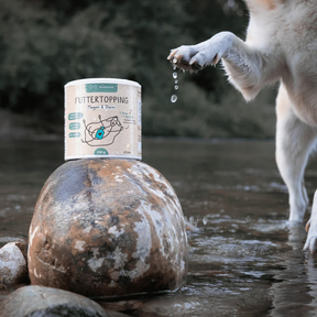 Futtertopping – Magen & Darm von Hunderunde. Dose steht auf einem Stein im Wasser, ein Hund spritzt mit Wasser