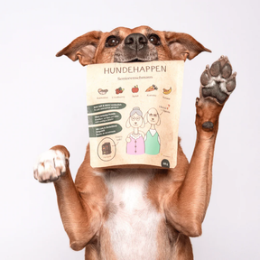 Ein Hund hat den Hundehappen – Seniorenschmaus im Maul und macht Männchen