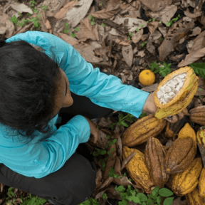 Person hält eine geöffnete Kakaobohne in der Hand