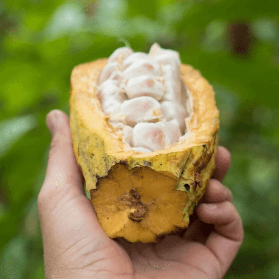Eine geöffnete Kakaobohne von Nahem