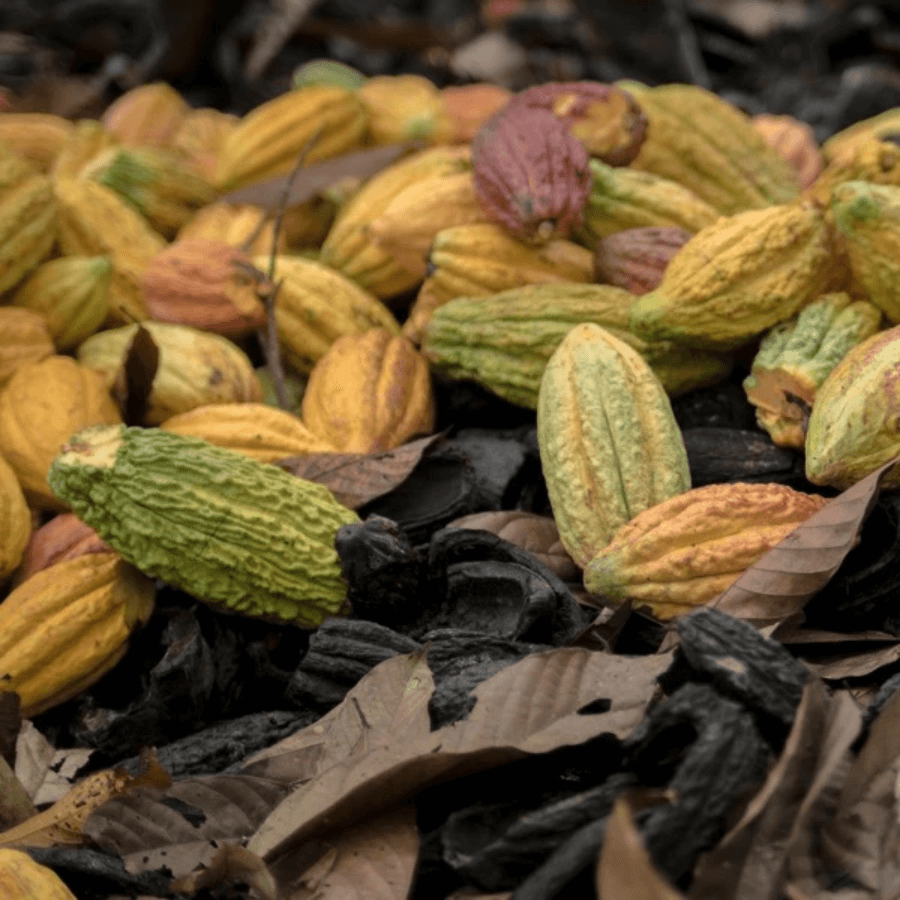 Ungeschälte Kakaobohnen auf einem Haufen
