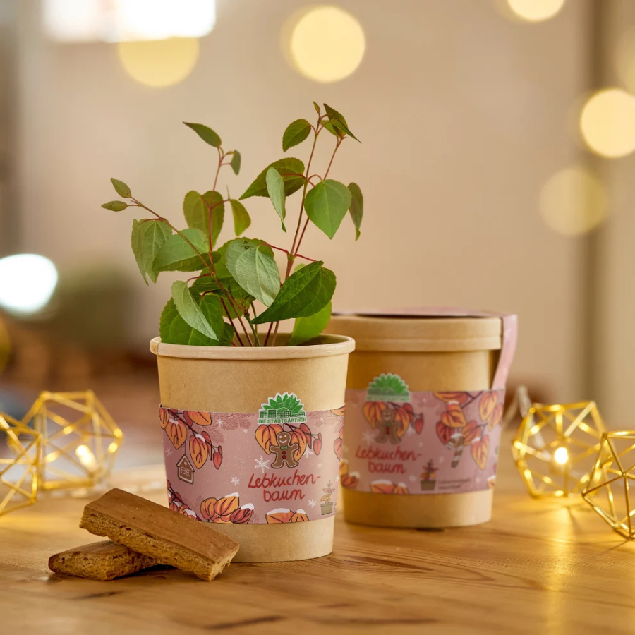 Lebkuchenbaum im Becher von Die Stadtgärtner mit Pflanze und Lebkuchen in weihnachtlicher Stimmung