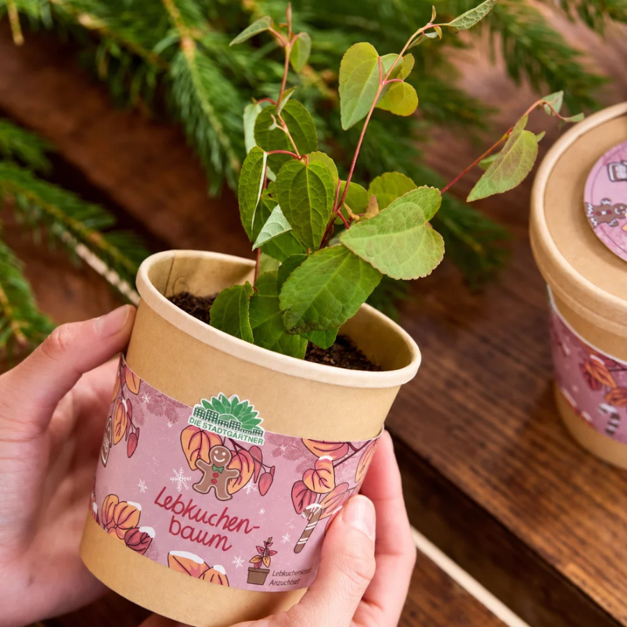 Person hält den Lebkuchenbaum im Becher von Die Stadtgärtner in den Händen