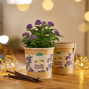 Vanilleblume im Becher von Die Stadtgärtner mit Vanilleschoten und weihnachtlicher Stimmung