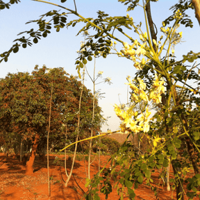 Blüten des Moringabaums in der Natur