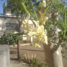 Nahaufnahme der Blüten des Moringabaums in der Natur