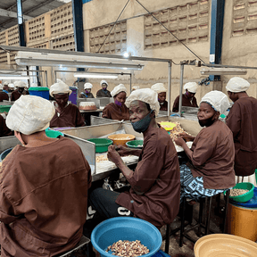 Produktionsstätte von caju in Afrika