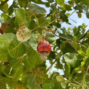Cashewnuss am Baum