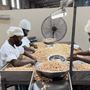 Produktionsstätte von caju in Afrika