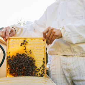 Stadtbienen Imkerkurs Bienenwaben