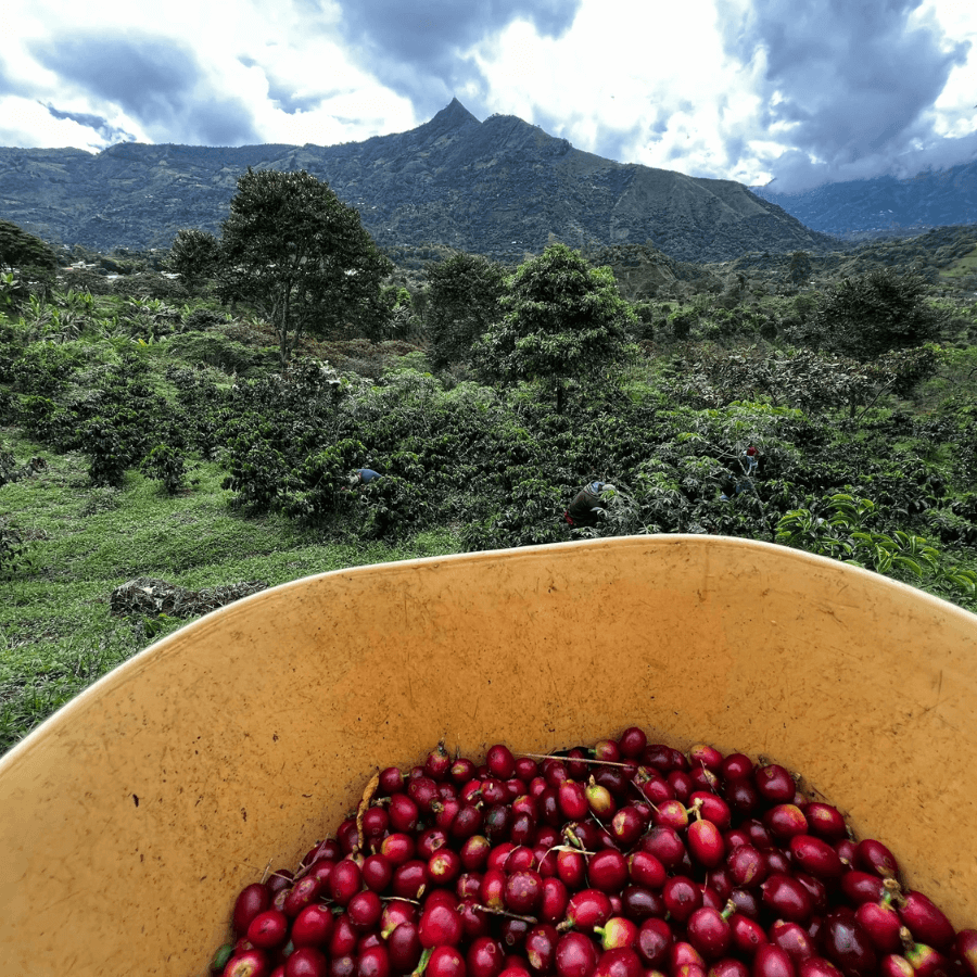 Geerntete Kaffeebohnen mit Anbauregion im Hintergrund